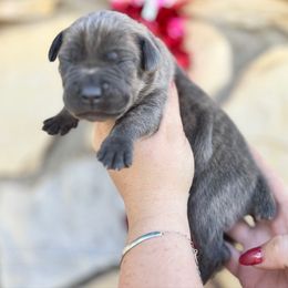 Annie-teal - Brindle female Companion Cross puppy in Calimesa, California from BoujeePoodlesofsocal