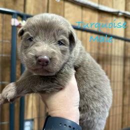 Turquoise - Isabella male German Shepherd puppy in Terra Alta, West Virginia from Shepherd Country Farm and Kennels