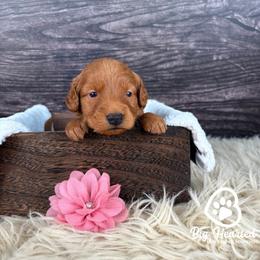 Victory - Apricot female Goldendoodle puppy in Utah County, Utah from Big Hearted Breeders