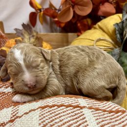 Goldie - Apricot female Goldendoodle puppy in Wyandotte, Oklahoma from Goldendoodles of NE OK