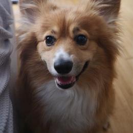 Kiwi - Pembroke Welsh Corgi