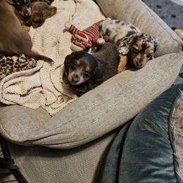 Dachshund Puppies from A&R Dachshund