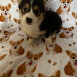 Pembroke Welsh Corgi Puppies from LTT Corgis