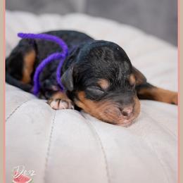 Bonnie - Phantom female Bernedoodle puppy in Connersville, Indiana from Deaz Doodle Ranch