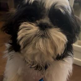 Ace - Tricolor male Shih Tzu puppy in Riverside, California from Angel Babies