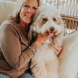 Gabby - Aussiedoodle