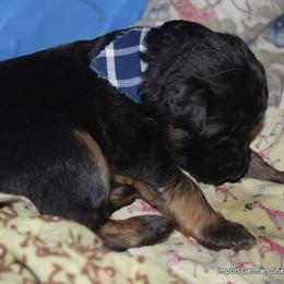German Shepherd Puppies from Import German Shepherds of Kansas