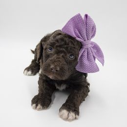 Prancer - Purple Collar - Chocolate female Labradoodle puppy in Lehi, Utah from Our Little Farm Life Doodles