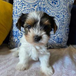 Ash (boy6) - Black tan and white male Biewer Terrier puppy in Las Cruces, New Mexico from De La Rosa Biewers