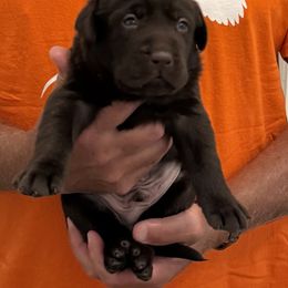 Boy 1 - Chocolate male Labrador Retriever puppy in Ashland, Virginia from Rockn Ridge Retrievers LLC