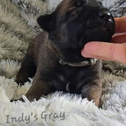 Indy's Gray - Mahogany male Belgian Malinois puppy in Berry, Alabama from North River k9