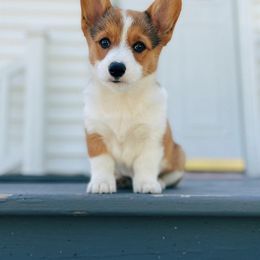 Pembroke Welsh Corgi Puppies from Clearsky Corgis