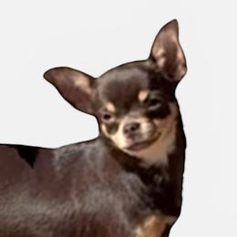 Candy - Chihuahua
