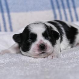 Stride - Black and white female Shih Tzu puppy in Montrose, Colorado from Nana's Happy Pups