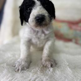 Clover - Parti female Goldendoodle puppy in Cleveland, Georgia from The O.G. Doodles