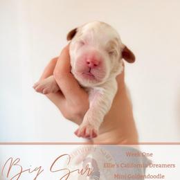 Big Sur - Parti male Goldendoodle puppy in California City, California from Summer Sun Doodles