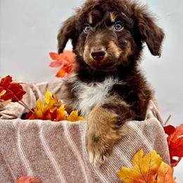 Moose - Red phantom male Aussiedoodle puppy in Austin, Texas from Doodles of Central Texas