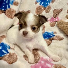 Lilly - Chocolate and white female Chihuahua puppy in Canton, Ohio from Elysium Fields Chihuahuas