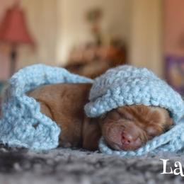 Lake - Red male Cockapoo puppy in Myerstown, Pennsylvania from The Cocker Cingdom