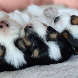 Biewer Terrier and Yorkshire Terrier Puppies from 1.StarDreamPups