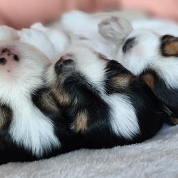 Biewer Terrier and Yorkshire Terrier Puppies from 1.StarDreamPups