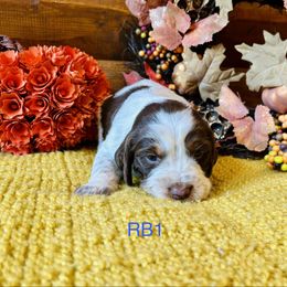 RB1 - Tri-Roan male English Springer Spaniel puppy in Britton, South Dakota from K&S Canines
