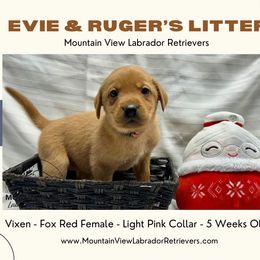 Vixen - Yellow female Labrador Retriever puppy in Grand Gorge, New York from Mountain View Labrador Retrievers