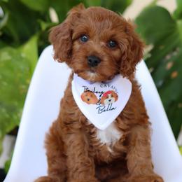 Cavapoo Puppies from Bailey & Bella Cavapoos