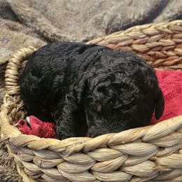 Shadow - Tri-color male Bernedoodle puppy in Candia, New Hampshire from Joyful Pastures Homestead