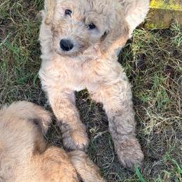 Lancelot-Teal Collar - Red  male Goldendoodle puppy in Cape Coral, Florida from GoldenDoodles Cape Coral