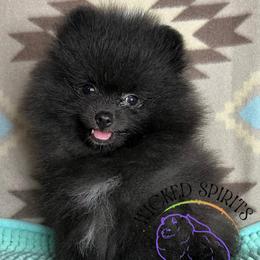 AKC CHA-CHA 1800 - Black male Pomeranian puppy in Watkins Glen, New York from Wicked Spirits Pomeranians