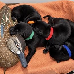 Labrador Retrievers from Brian Kalkbrenner