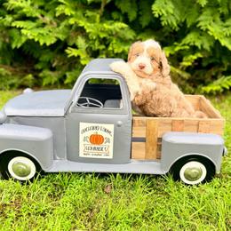 Milan - Red merle male Aussiedoodle puppy in Dunn, North Carolina from Sandy Creek Kennels