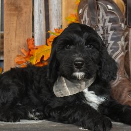 Rocky - Black male Goldendoodle puppy in Macedon, New York from Toodles Goldendoodles