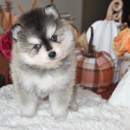 Larry - Gray and white male Pomsky puppy in Chino Valley, Arizona from Rose Peek Pomskies