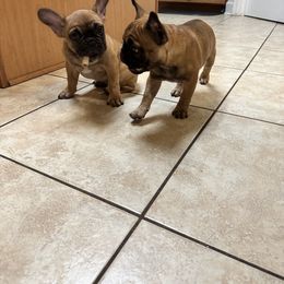 French Bulldog Puppies from Fonzerelli’s Frenchies