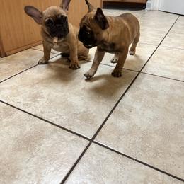 French Bulldog Puppies from Fonzerelli’s Frenchies
