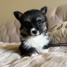 Winnie - Black and tan female American Corgi puppy in Decatur, Texas from Bar S Corgis