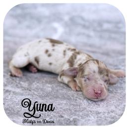 YUNA - AKC Registered 3400 - Chocolate and tan female Dachshund puppy in Graceville, Florida from Misty's 101 Doxies