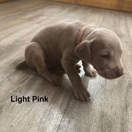 Poppie - Silver gray female Weimaraner puppy in Spartanburg, South Carolina from Palmetto State Weimaraners