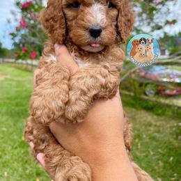 Aussiedoodle, Bernedoodle, and Goldendoodle Puppies from Dandy Doodle Ranch