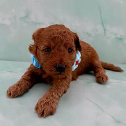 Blue (Boy 2) - Red  male Poodle puppy in Miami, Florida from Katy's Toy Poodles & Doodles