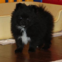 Jazzy - Black female Pomeranian puppy in Danielsville, Georgia from PassionatePomPoms