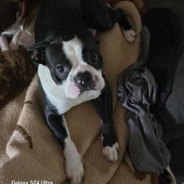 Lakota - Boston Terrier
