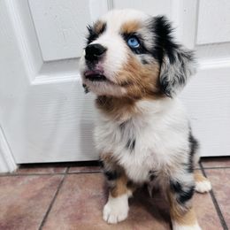 San Antonio - Blue merle Miniature Australian Shepherd puppy in San Antonio, Texas from Denali Mini Aussies