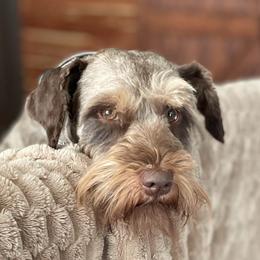 Elliot Monroe - Miniature Schnauzer