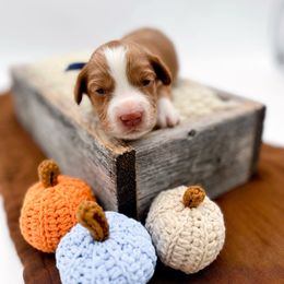 Brussel - Red  male Goldendoodle puppy in North Carolina from Tuxedo Mountain Doodles