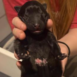 Grey - Fawn sable male Belgian Malinois puppy in Boise, Idaho from Wings of Freedom Retrievers and Malinois