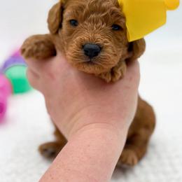Carlie - Red  female Goldendoodle puppy in North Carolina from NC Doodle Puppies