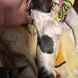 Firecracker - White and brown female Newfoundland puppy in Shepherd, Montana from Rising Hope Kennels